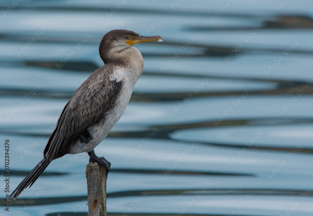 Obraz premium Cormorán