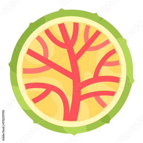 Stylized Cross Section of a Plant Stem or Root with Vascular Bundles Illustration