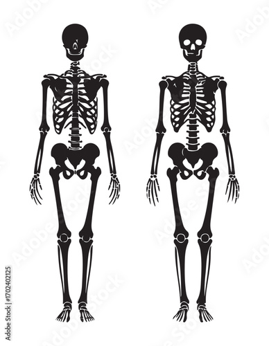 Comparative anatomical illustration of male and female human skeletons standing side by side on a white background.