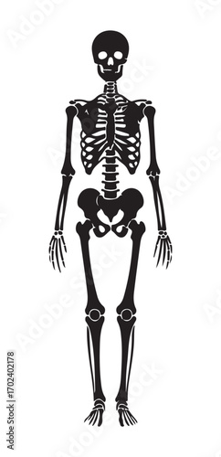 A full-body illustration of a human skeleton in black against a white background, showcasing the skeletal structure.