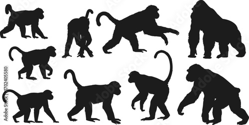 Monkey and gorilla silhouettes collection, primate vector shapes, black animal icons, wild ape poses, chimpanzee, gorilla, wildlife art, jungle mammals, isolated white background.