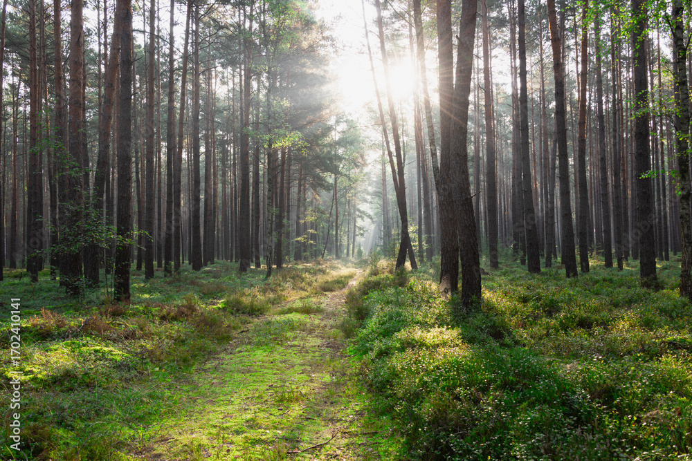 Fototapeta premium Mglisty poranek w sosnowym lesie. Pomiędzy wysokimi drzewami jest wyboisty, porośnięty trawą dukt leśny, nad nim unosi się opar mgły oświetlany promieniami słońca tworzącymi malownicze smugi światła. 