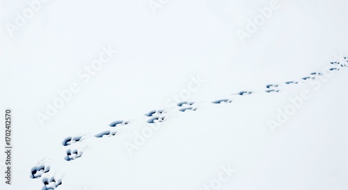 Rabbit tracks in the snow lead across a vast field of untouched white, creating a mesmerizing pattern that captures the essence of winter's quiet beauty .