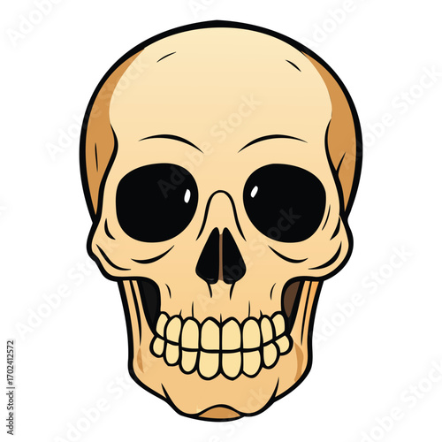 Detailed Human Skull Illustration