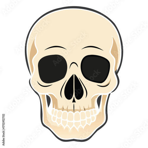 Detailed Human Skull Illustration