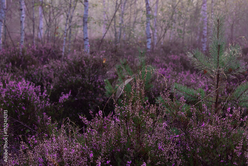 Fototapeta Naklejka Na Ścianę i Meble -  Brzozowy zagajnik porośnięty niskimi, młodymi drzewami. Ziemię porastają krzewinki wrzosu mające gałązki pokryte fioletowymi kwiatami. Jest wczesny słoneczny ranek. Nad ziemią unosi się mgła.