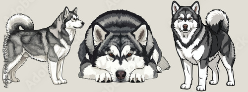 Alaskan Malamute dog cute pose set vector illustration