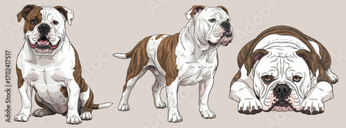 American Bulldog profile pose set vector illustration