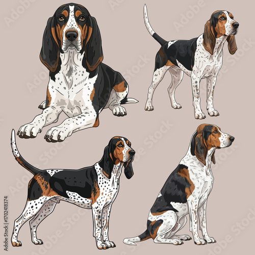 American English Coonhound dog multiple profile pose set