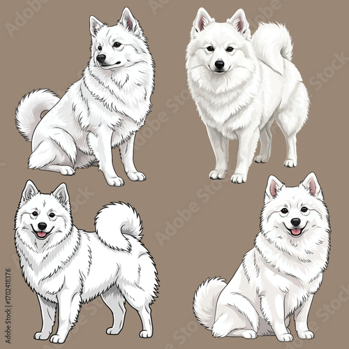 American Eskimo Dog sitting and standing pose set illustration