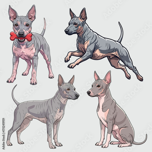 American Hairless Terrier dog profile pose set vector illustration