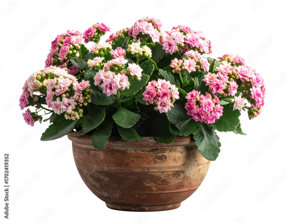 custom made wallpaper toronto digitalVibrant Blooming Kalanchoe in Earthen Pot PNG Isolated