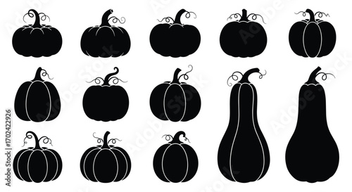 Collection of autumn harvest pumpkins gourds squash ready for fall decoration and seasonal cooking