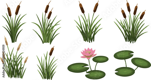 Aquatic Plants And Water Lily Collection cattail bulrush