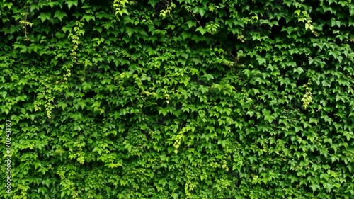 Lush green ivy wall