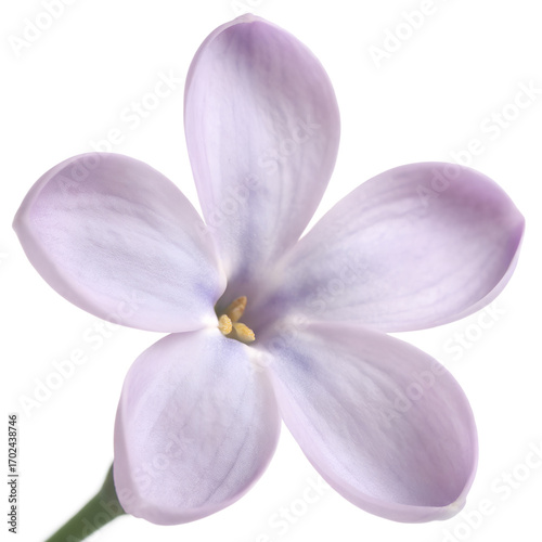 Soft lavender lilac flower.