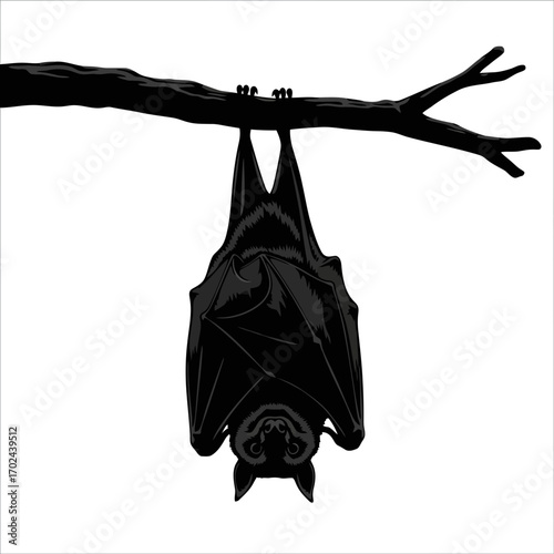 Black bat hanging upside down on a tree branch silhouette isolated on white background