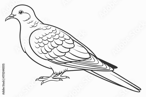 vector illustration of a dove