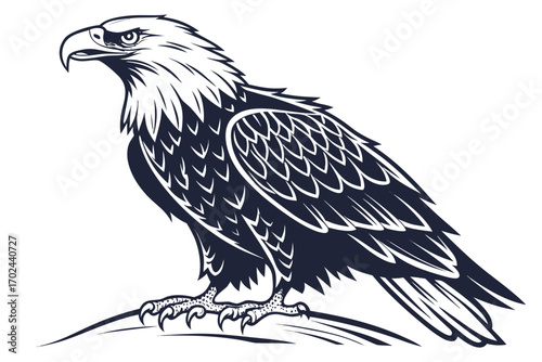 eagle on a white background