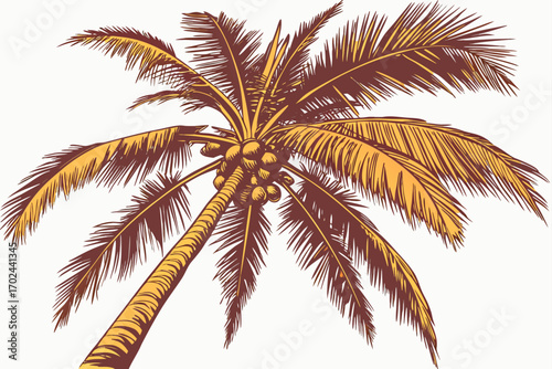 palm tree on white background
