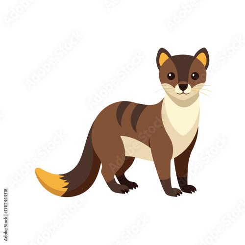 Weasel standing and looking forward isolated on white background