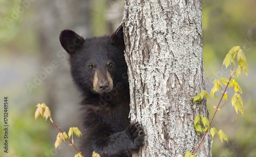 Black bear on tree