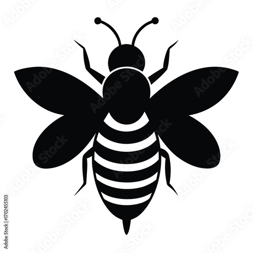Black and white bee isolated on white background with wings spread