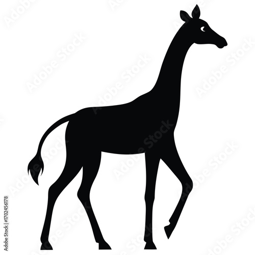 Giraffe walking isolated on white background with long neck and slender legs