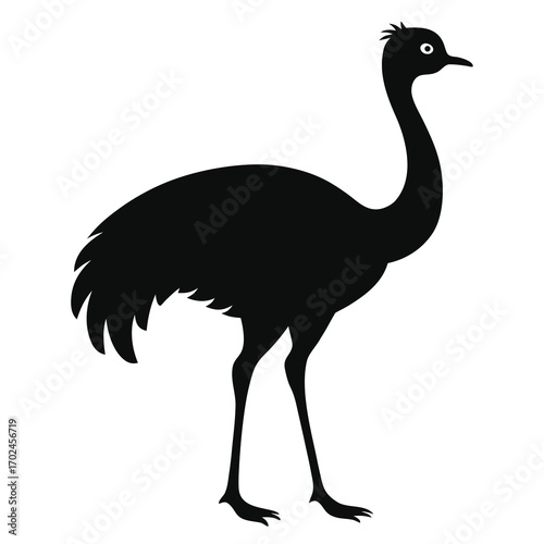 Silhouette of an emu isolated on white background, a large flightless bird