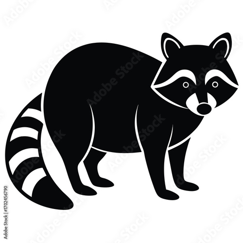Illustration of a raccoon isolated on white background, standing and looking ahead