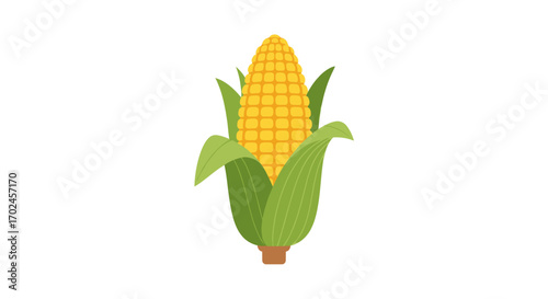 Fresh Yellow Corn on the Cob with Green Husk.