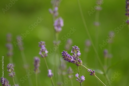 Gałązki lawendy rosnące w ogrodzie