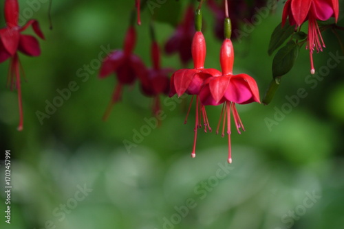 Kwitnąca fuksja na rozmazanym tle