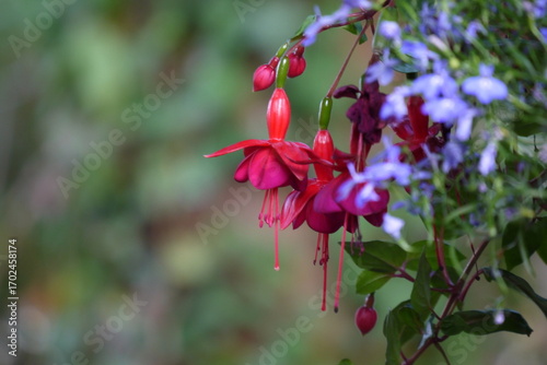 Kwitnąca fuksja na rozmazanym tle