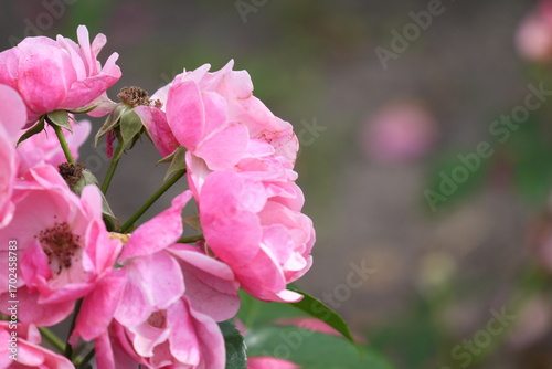 Róże kwitnące w ogrodzie