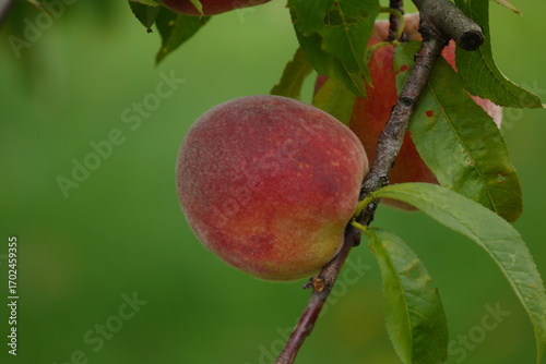 Owoc brzoskwini na gałęzi