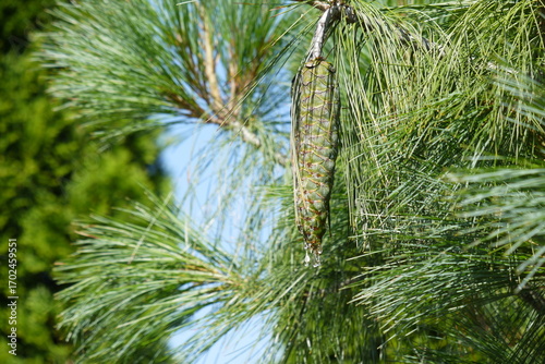 Szyszki rosnące na drzewie z kroplami żywicy