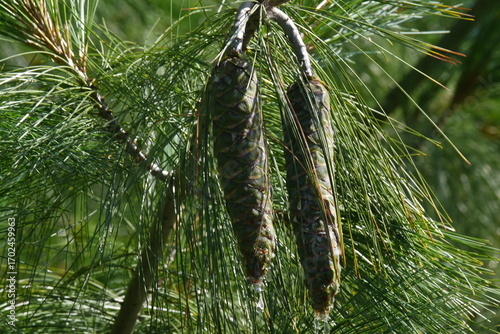 Szyszki rosnące na drzewie z kroplami żywicy