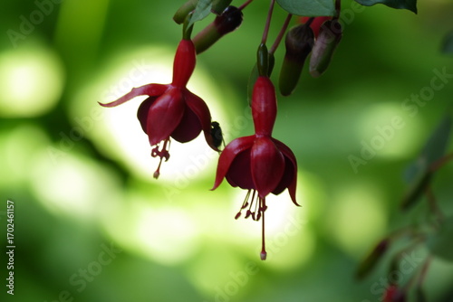 Kwitnąca fuksja na rozmazanym tle