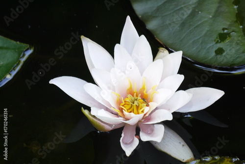 Biała lilia wodna na stawie