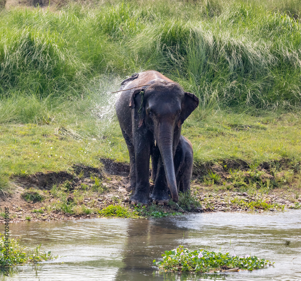 Fototapeta premium Mother Elephant and Calf Enjoying Water Spray in Chitwan