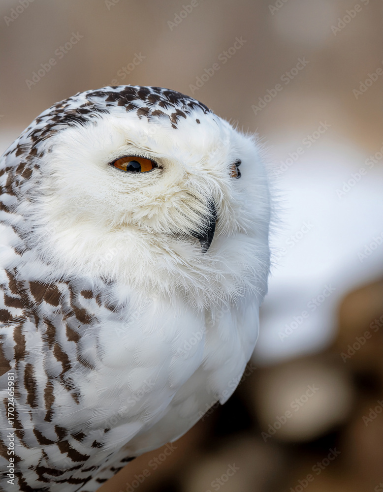 Obraz premium Snowy Owl Closeup A Majestic Portrait of a Bird of Prey