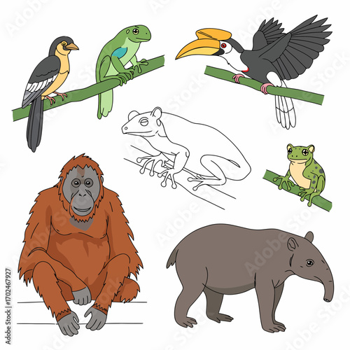 Colorful illustration of various rainforest animals including an orangutan, tapir, hornbill, and multiple frogs on branches.