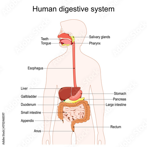 Human digestive system. Detailed diagram