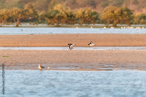Eurasian Oyster catcher feeding on the shores of Marine National Park on the outskirts of Jamnagar, Gujarat