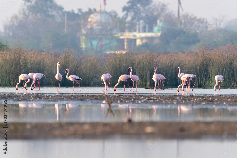 Fototapeta premium A group of Flamingos feeding on the algae in salty waters on the outskirts of Jamnagar, Gujarat