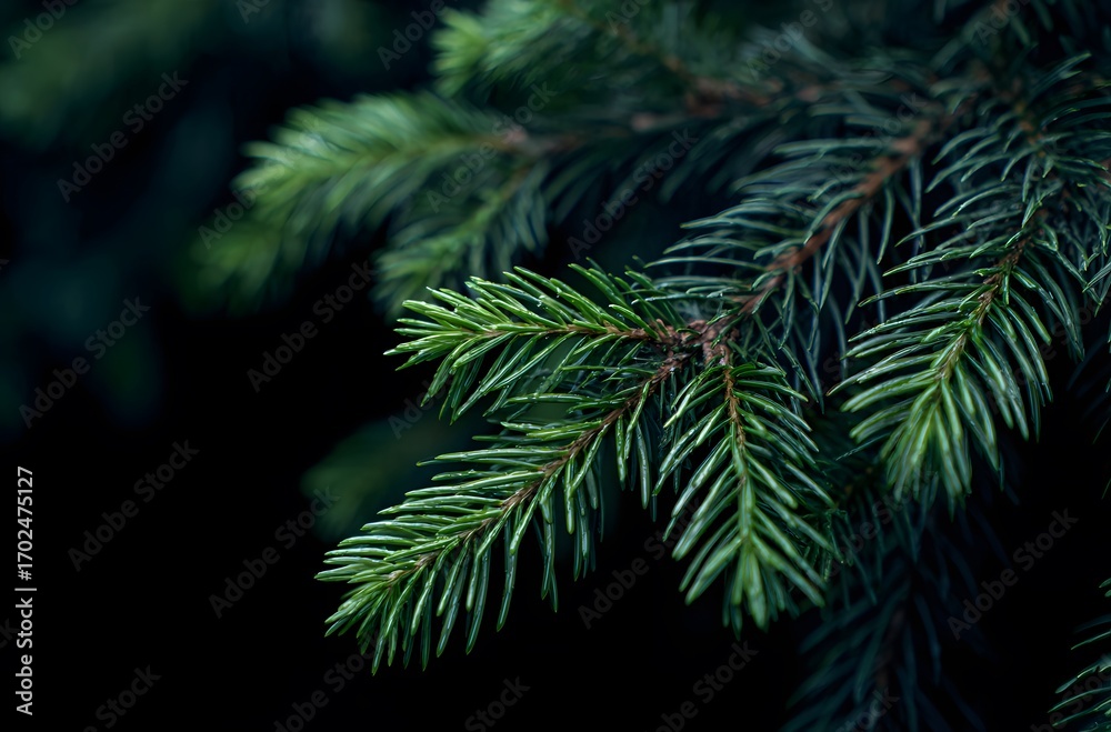 Fototapeta premium Close-Up of Spruce Tree Branches with Needles on Dark Background