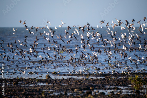 A flock of waders flying in formation inside marine national park on the outskirts of Jamnagar, Gujarat