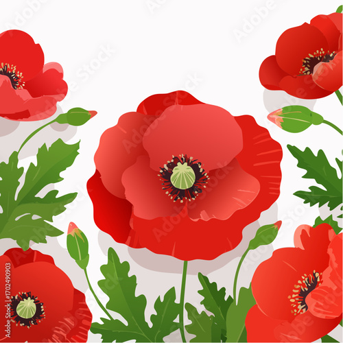 Hintergrund Klatschmohn