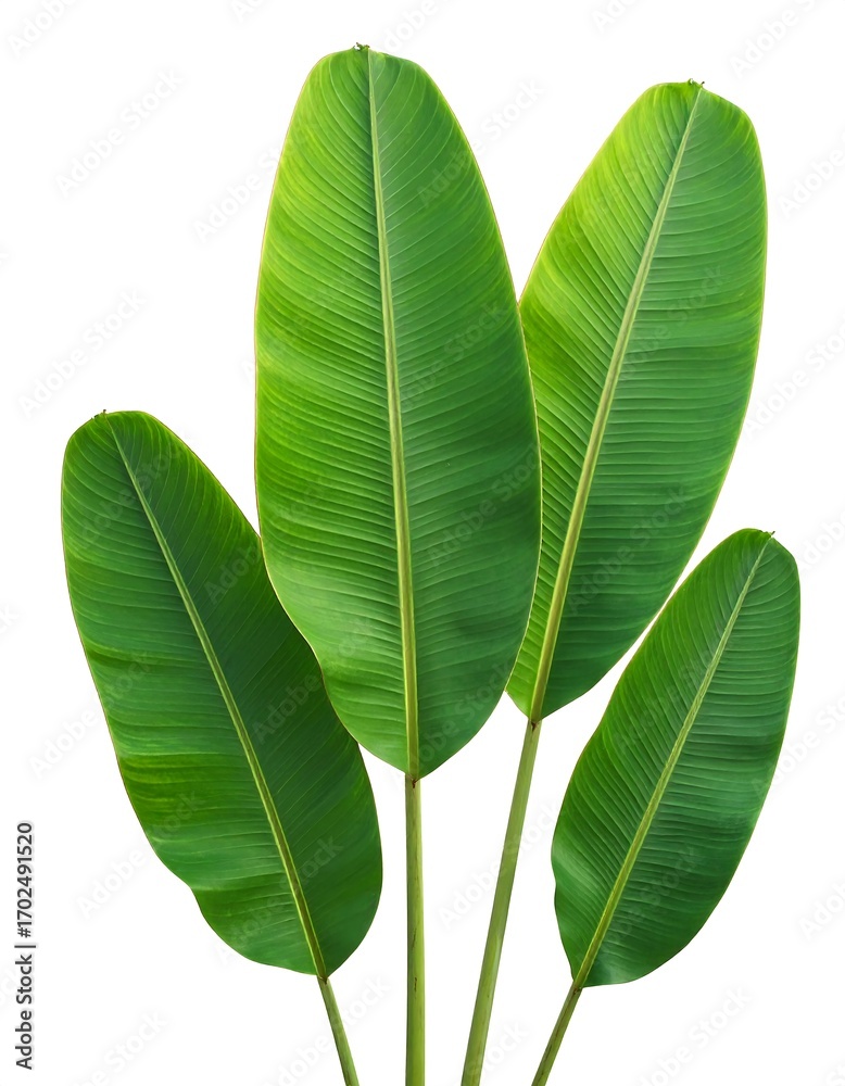 Obraz premium Vibrant tropical leaves against white